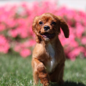 cavalier breeders in pa