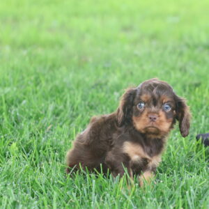 cavalier charles puppy