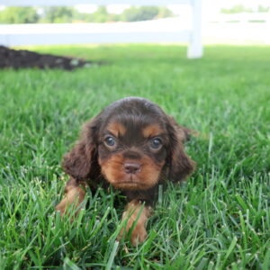 cavalier charles spaniel puppies for sale