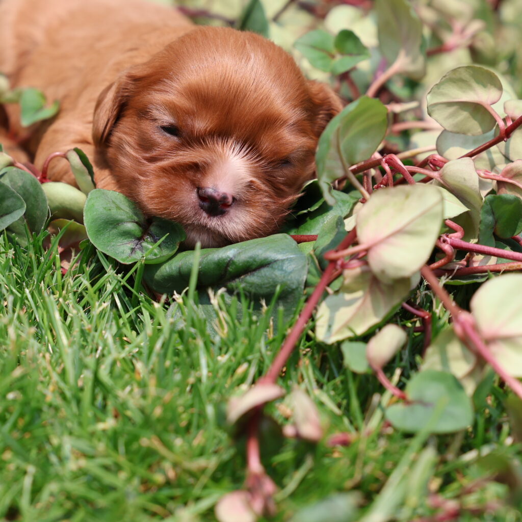 cavalier dog puppy