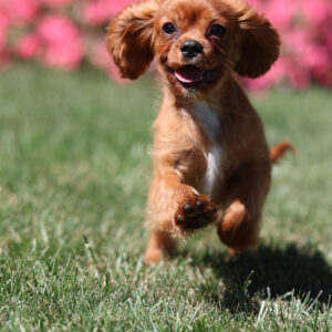 cavalier king charles breeders in pa