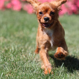 cavalier king charles breeders in pa(1)