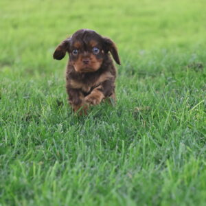 cavalier king charles breeders near me