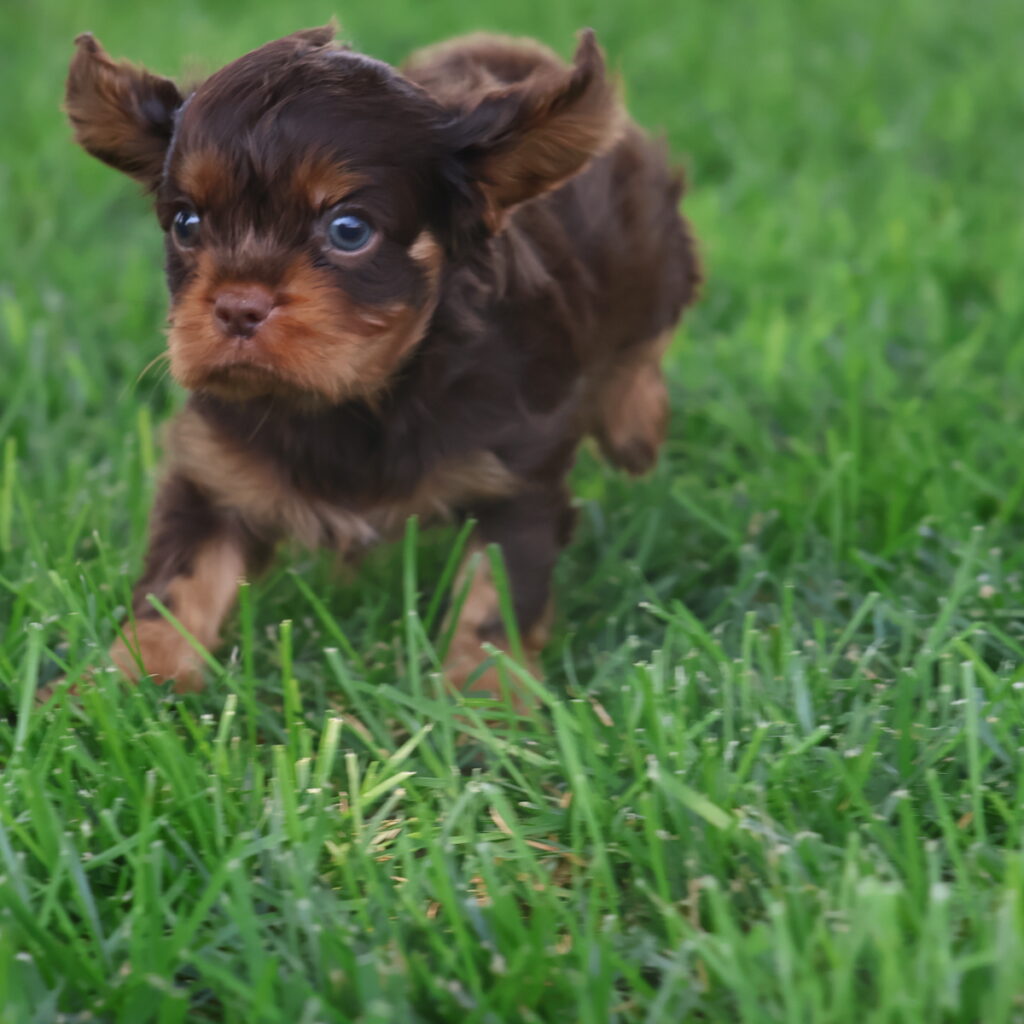cavalier king charles cavalier puppies