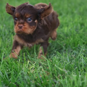 cavalier king charles cavalier puppies