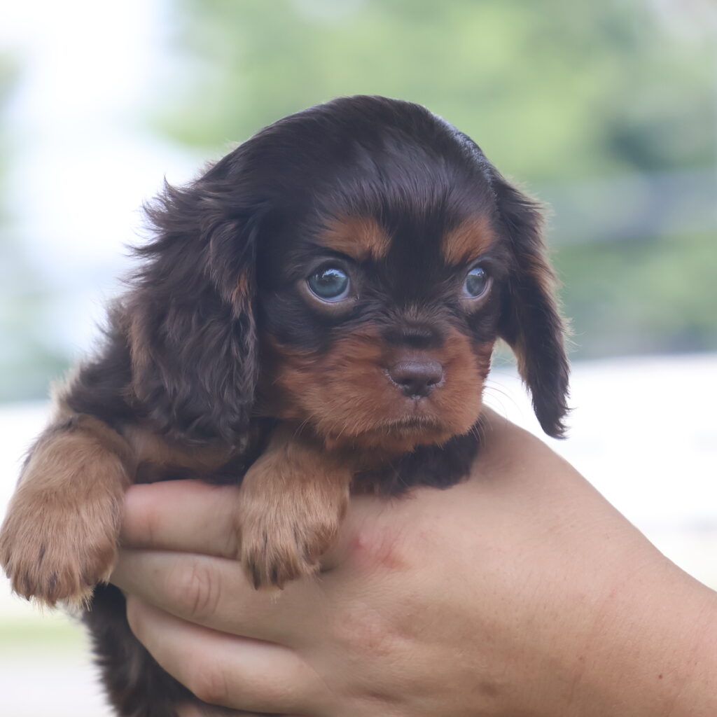 cavalier king charles cavalier puppies