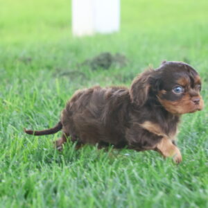 cavalier king charles cavalier puppies in pa