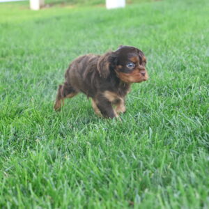 cavalier king charles for sale near me