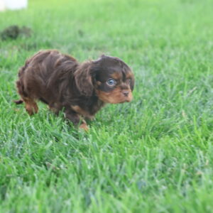 cavalier king charles near me
