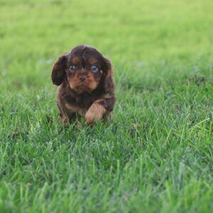 cavalier king charles puppies
