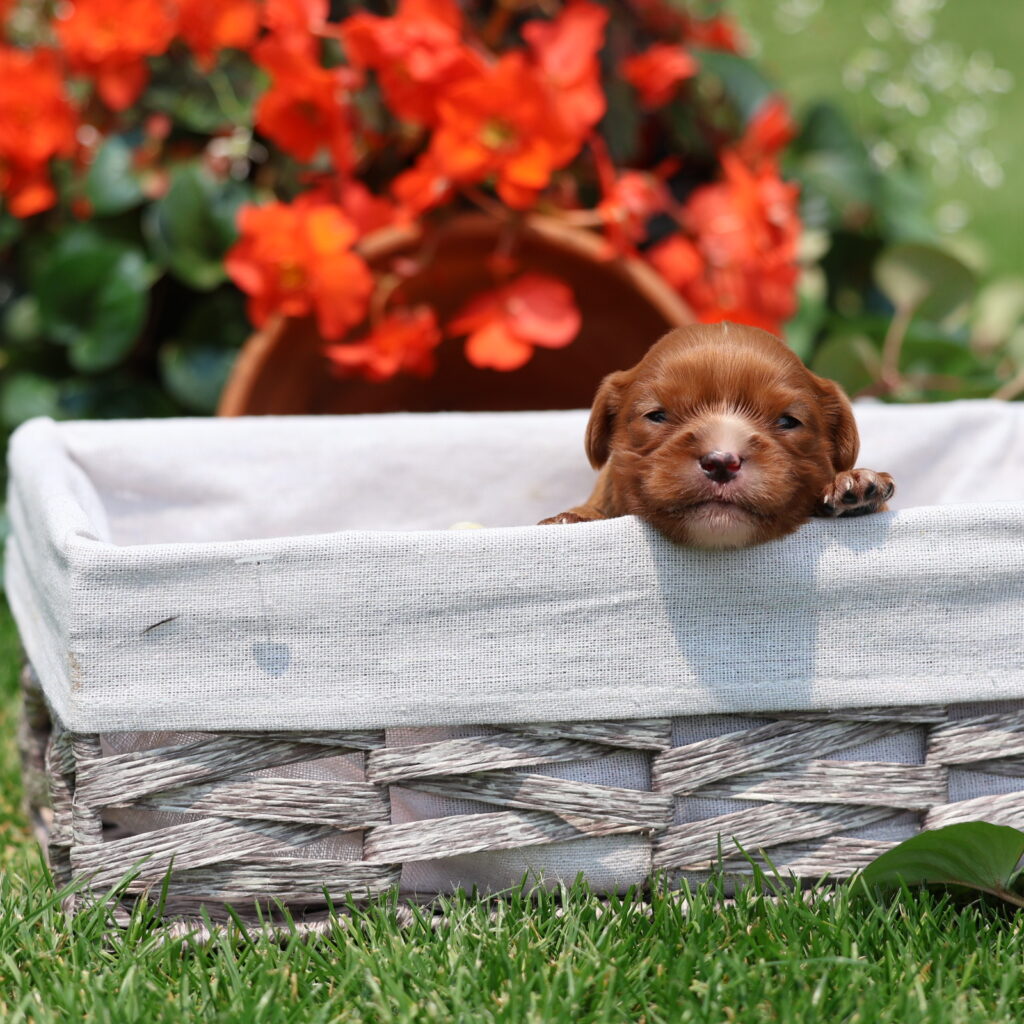 cavalier king charles puppies for sale
