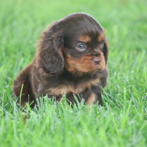 cavalier king charles puppies for sale near me