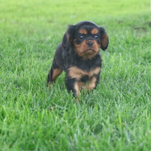cavalier king charles spaniel