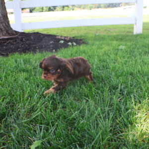 cavalier king charles spaniel
