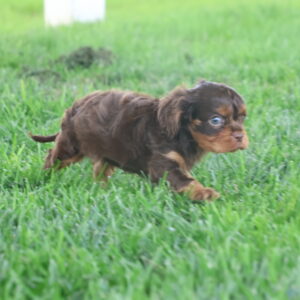 cavalier king charles spaniel black and tan