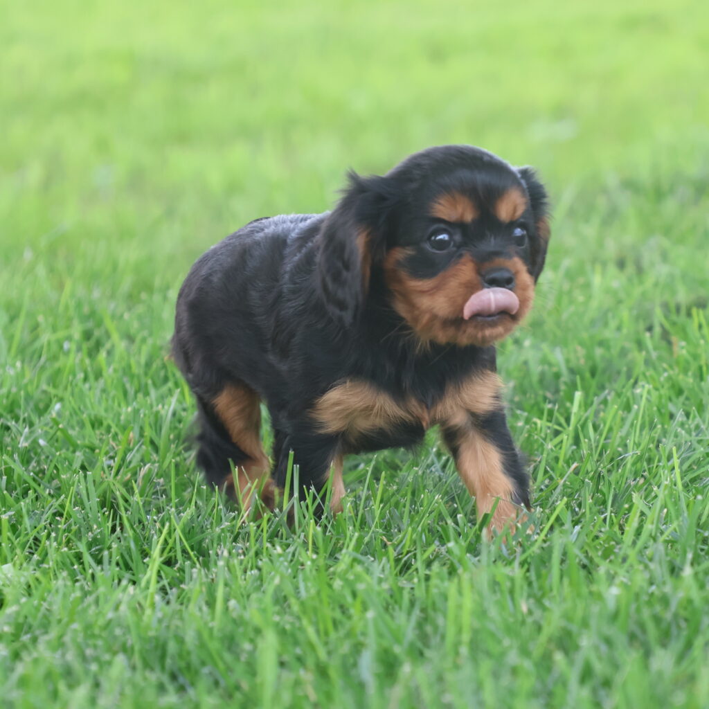 cavalier king charles spaniel breeders