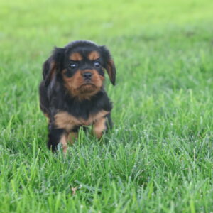 cavalier king charles spaniel breeders near me