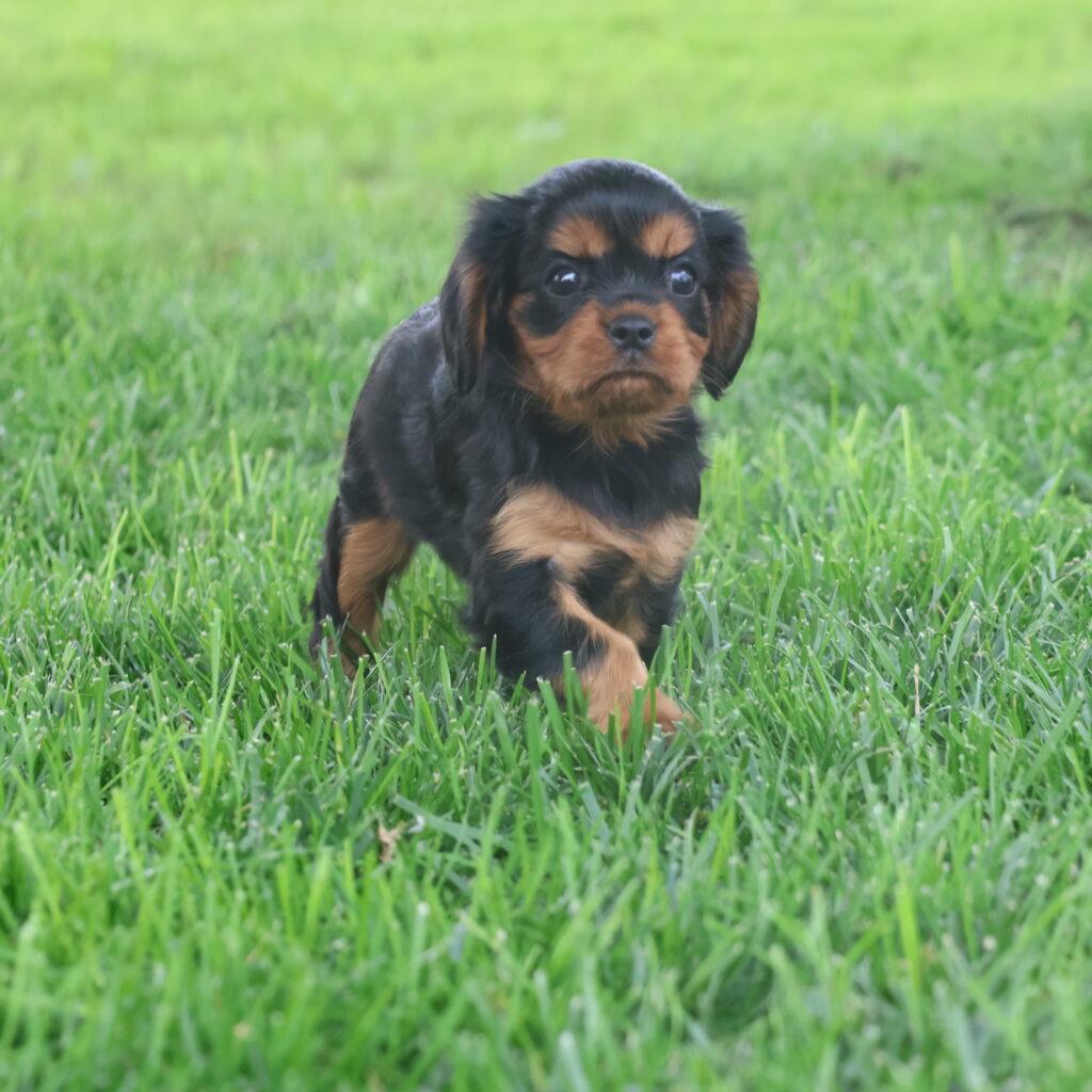 cavalier king charles spaniel for sale