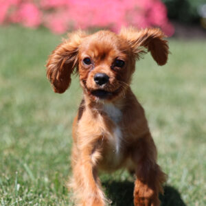 cavalier king charles spaniel for sale in pa