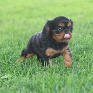 cavalier king charles spaniel for sale near me