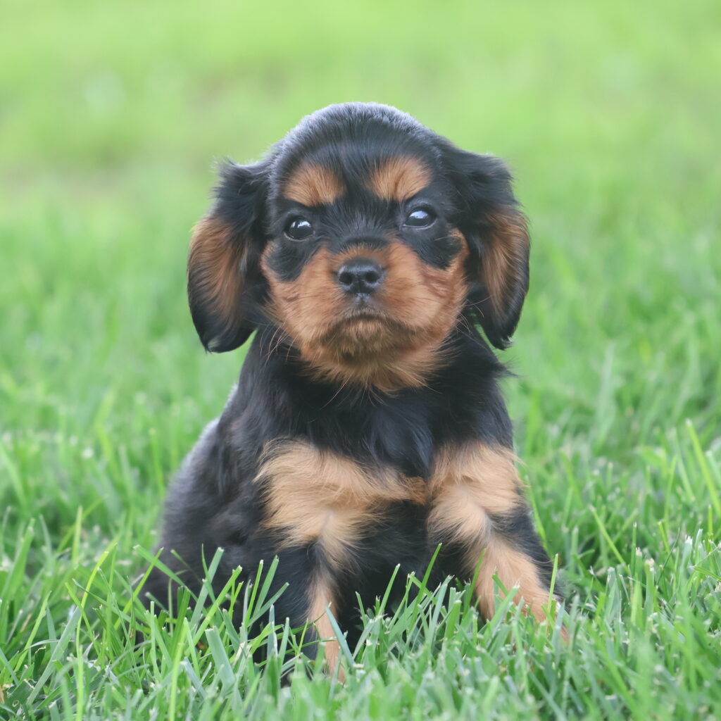 cavalier king charles spaniel near me