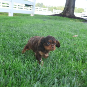 cavalier king charles spaniel near me
