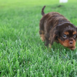 cavalier king charles spaniel poodle mix puppies