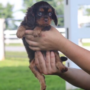 cavalier king charles spaniel puppies