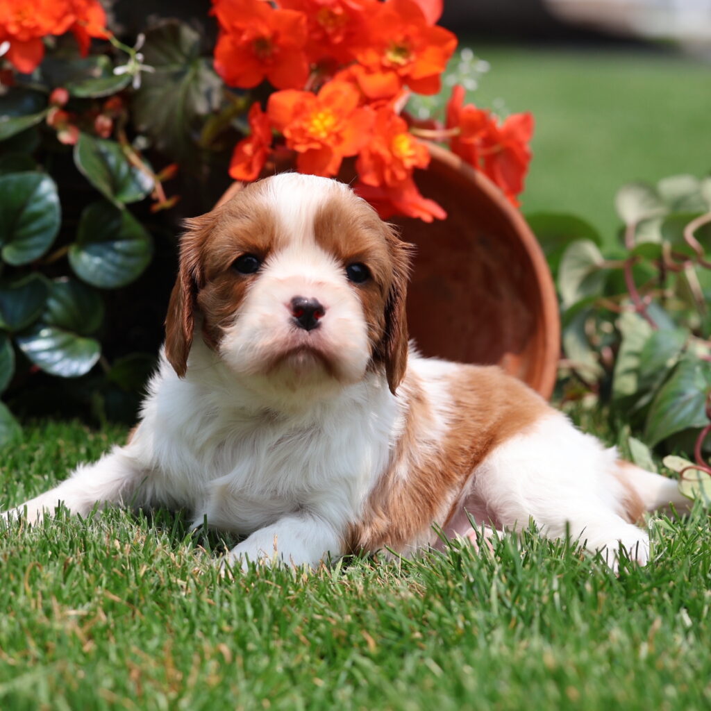 cavalier king charles spaniel puppies