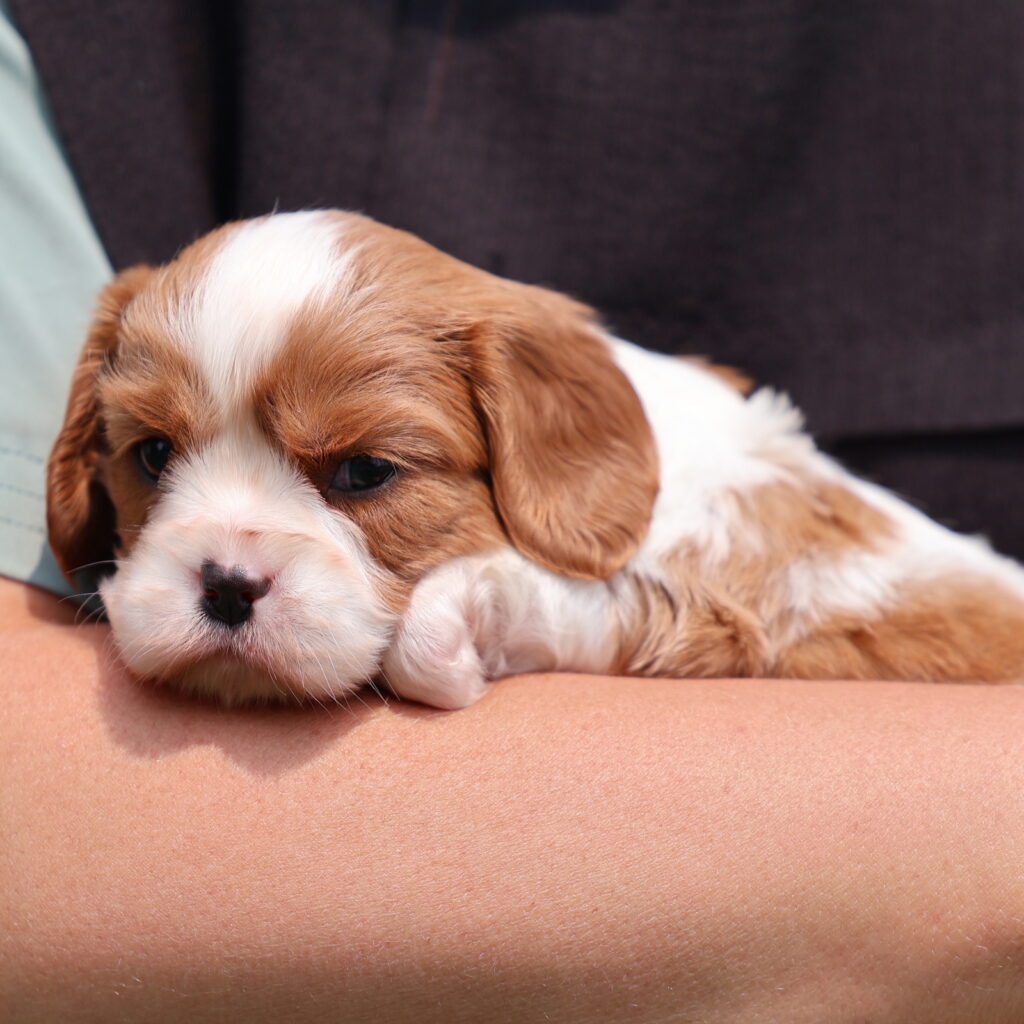 cavalier king charles spaniel puppies akc