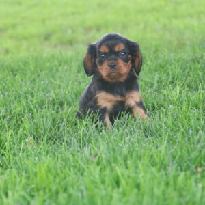cavalier king charles spaniel puppies breeders