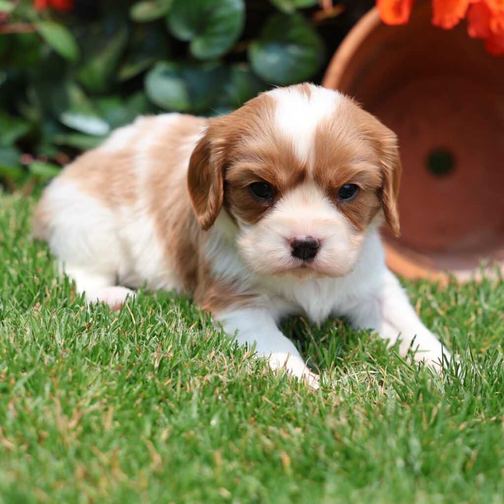 cavalier king charles spaniel puppies for adoption near me
