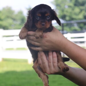 cavalier king charles spaniel puppies for sale