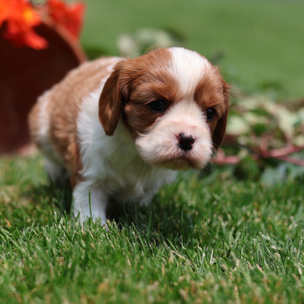 cavalier king charles spaniel puppies for sale