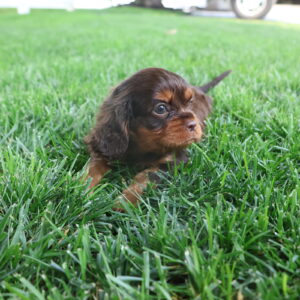 cavalier king charles spaniel puppies for sale near me