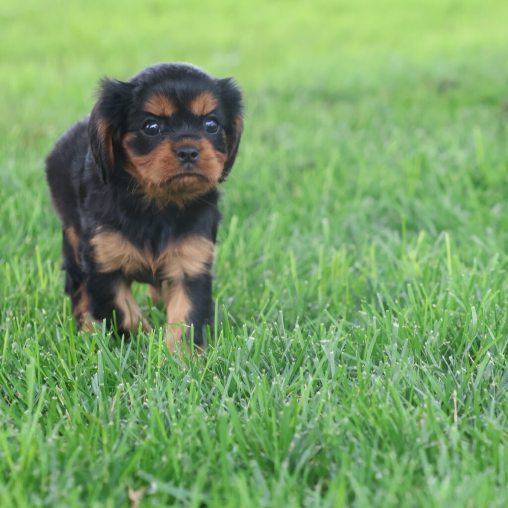 cavalier king charles spaniel puppies for sale near me