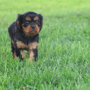 cavalier king charles spaniel puppies for sale near me