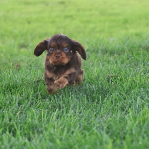cavalier king charles spaniel puppies for sale near me