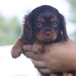 cavalier king charles spaniel puppies for sale(1)