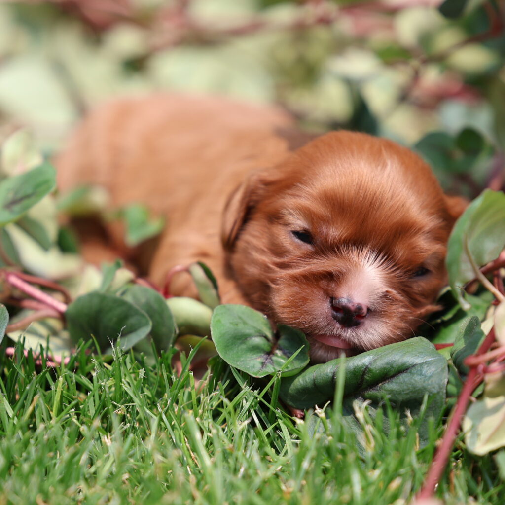 cavalier king charles spaniel puppies near me