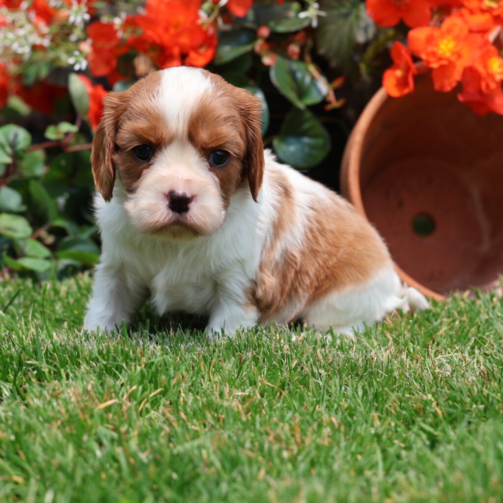 cavalier king charles spaniel puppies near me