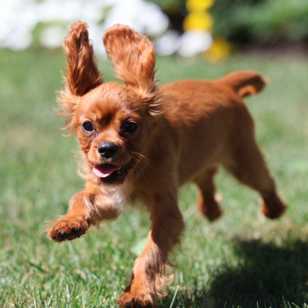 cavalier king charles spaniel puppies pa