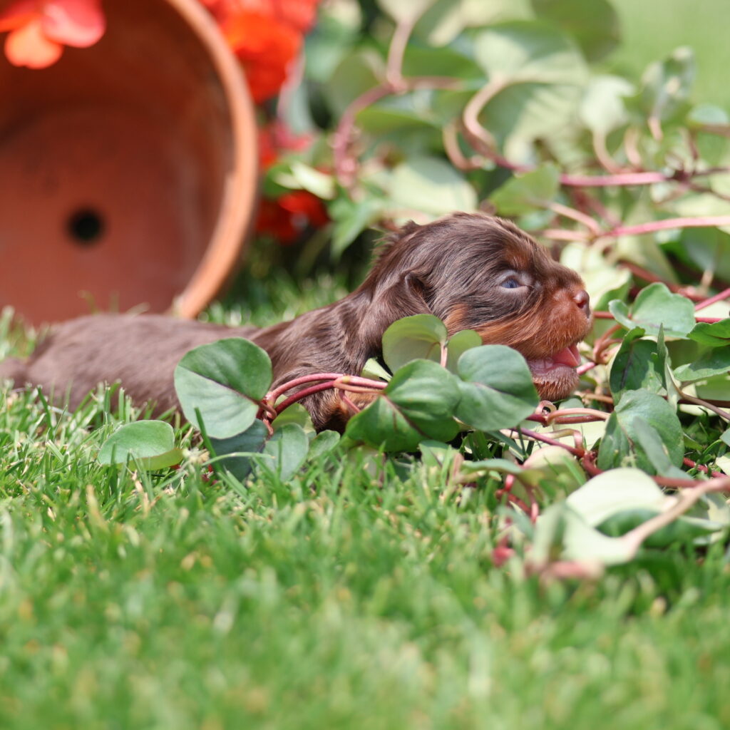 cavalier king charles spaniel puppy