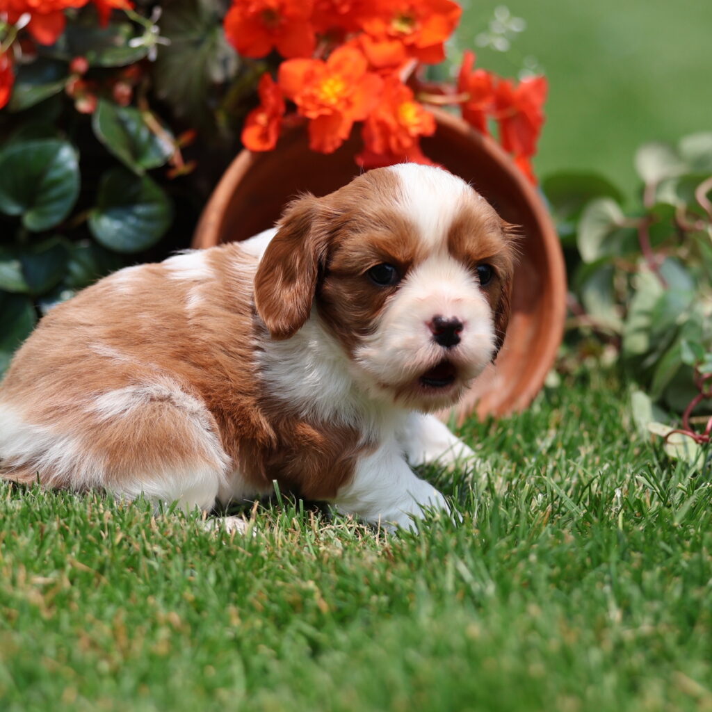 cavalier king charles spaniel puppy