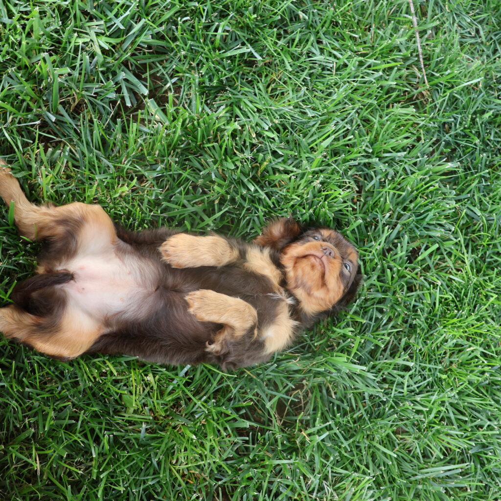 cavalier king charles spaniel puppy