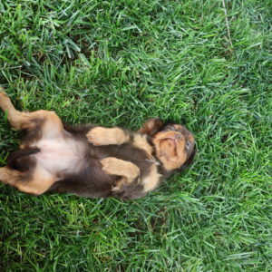 cavalier king charles spaniel puppy