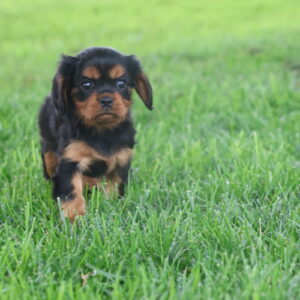 cavalier king charles spaniel puppy