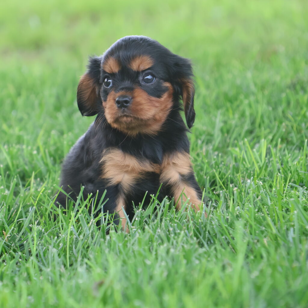 cavalier king charles spaniel puppy for sale
