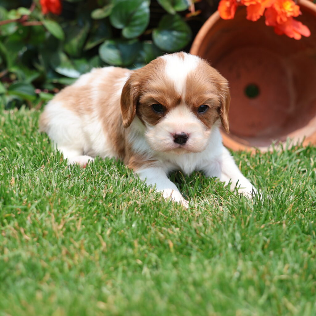 cavalier king puppy