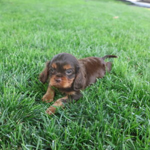 cavalier puppies